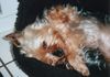 Yorkshire Terrier Foto: Mit 14 Jahren darf schon mal faul sein! (Toby) (ID 30125) Yorkshire Terrier Hund