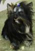 Yorkshire Terrier Foto: Fippie sucht noch One Night Stands (ID 37345) Yorkshire Terrier Hund