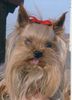 Yorkshire Terrier Foto: Meine Yorkie-Dame Trixi (ID 2341) Yorkshire Terrier Hund