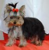 Yorkshire Terrier Foto: Unser angehender Deckrüde Uno von Schönbach (ID 10183) Yorkshire Terrier Hund