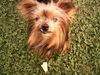 Yorkshire Terrier Foto: Gauner ? Warum er wohl so heißt ? (ID 5381) Yorkshire Terrier Hund