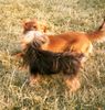 Yorkshire Terrier Foto: Meine große rote Liebe (ID 5384) Yorkshire Terrier Hund