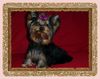 Yorkshire Terrier Foto: Terciopello´s Bella Venecia picollo mio principessa (ID 9567) Yorkshire Terrier Hund