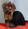 Yorkshire Terrier Foto: Terciopello´s Venecia picollo mio principessa (ID 10182) Yorkshire Terrier Hund
