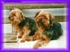 Yorkshire Terrier Foto: Jessy und Bummerl (ID 14798) Yorkshire Terrier Hund