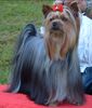 Yorkshire Terrier Foto: TALISMA DE LA VILLA DU SIEUR PAOLI Ich spreche deutsch (ID 14710) Yorkshire Terrier Hund