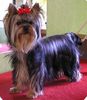 Yorkshire Terrier Foto: USHUAÏA DEÏS ORCHIDEÜS (ID 14708) Yorkshire Terrier Hund