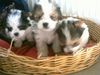 Yorkshire Terrier Foto: Biewer-Yorkie-Welpen (ID 14616) Yorkshire Terrier Hund