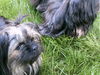Yorkshire Terrier Hund