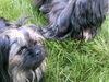 Yorkshire Terrier Foto: Werden wir Freunde? Molly und Calimero (ID 44705) Yorkshire Terrier Hund