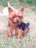 Yorkshire Terrier Foto: Unser (ID 33840) Yorkshire Terrier Hund