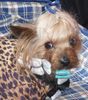 Yorkshire Terrier Foto: Schoßhund, fein gemacht (ID 29835) Yorkshire Terrier Hund