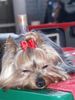Yorkshire Terrier Foto: Schleifchen (ID 29836) Yorkshire Terrier Hund