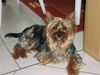 Yorkshire Terrier Foto: Das ist unsere süsse Beauty (ID 19314) Yorkshire Terrier Hund