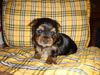 Yorkshire Terrier Foto: of sarahs magic dogs (ID 39569) Yorkshire Terrier Hund