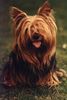 Yorkshire Terrier Foto: Bijou (ID 13052) Yorkshire Terrier Hund