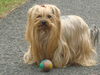 Yorkshire Terrier Hund