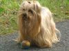 Yorkshire Terrier Hund