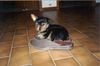Yorkshire Terrier Foto: Dusty als Welpe (ID 9488) Yorkshire Terrier Hund
