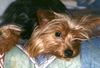 Yorkshire Terrier Foto: Dusty (ID 9487) Yorkshire Terrier Hund