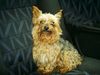 Yorkshire Terrier Foto: Das ist unser Hund Rocky (ID 15677) Yorkshire Terrier Hund