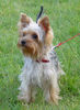 Yorkshire Terrier Foto: Unsere Fieni - 1 Jahr jung (ID 40679) Yorkshire Terrier Hund