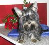 Yorkshire Terrier Foto: UNSER FIPS GENANNT FIPPI (ID 35434) Yorkshire Terrier Hund