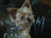 Yorkshire Terrier Foto: Theo (ID 38215) Yorkshire Terrier Hund
