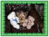 Yorkshire Terrier Foto: So hab ich gerne (ID 38523) Yorkshire Terrier Hund