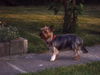 Yorkshire Terrier Foto: Bella krank (ID 40730) Yorkshire Terrier Hund