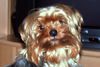 Yorkshire Terrier Foto: Gino Blaszak, 2 Jahre alt (ID 14351) Yorkshire Terrier Hund