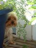 Yorkshire Terrier Foto: Hallo Leute mir schmeckt auch Grüness (ID 31856) Yorkshire Terrier Hund