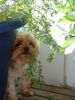 Yorkshire Terrier Foto: Hallo Leute mir schmeckt auch Grünes (ID 31857) Yorkshire Terrier Hund