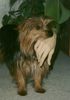 Yorkshire Terrier Foto: Ich sag nur (ID 9489) Yorkshire Terrier Hund