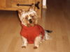 Yorkshire Terrier Foto: La (ID 40729) Yorkshire Terrier Hund