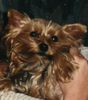 Yorkshire Terrier Foto: Hexje (ID 35599) Yorkshire Terrier Hund