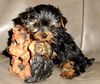 Yorkshire Terrier Foto: Jewel (ID 3444) Yorkshire Terrier Hund