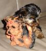 Yorkshire Terrier Foto: Inch (ID 3445) Yorkshire Terrier Hund