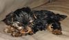 Yorkshire Terrier Foto: Inch (ID 3447) Yorkshire Terrier Hund