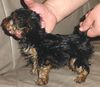 Yorkshire Terrier Foto: Inch (ID 3448) Yorkshire Terrier Hund