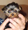 Yorkshire Terrier Foto: Inch (ID 3449) Yorkshire Terrier Hund