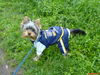 Yorkshire Terrier Foto: So ein Hundewetter,aber Frauchen hat an alles dedacht (ID 33074) Yorkshire Terrier Hund