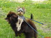 Yorkshire Terrier Foto: Ich habe alles unter Kontrolle (ID 33075) Yorkshire Terrier Hund