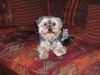 Yorkshire Terrier Foto: unsere Bonny (ID 39016) Yorkshire Terrier Hund