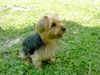Yorkshire Terrier Foto: Jaimy 3 Jahre (ID 12503) Yorkshire Terrier Hund