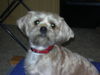Yorkshire Terrier Foto: mischling yorkshire terrier und shizu (ID 34285) Yorkshire Terrier Hund