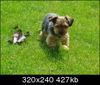 Yorkshire Terrier Foto: Dänemark (ID 36581) Yorkshire Terrier Hund