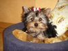 Yorkshire Terrier Foto: Unsere Lilly (ID 18861) Yorkshire Terrier Hund