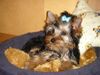 Yorkshire Terrier Foto: Unsere Lilly (ID 18862) Yorkshire Terrier Hund