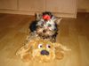 Yorkshire Terrier Foto: Unsere Lilly (ID 18860) Yorkshire Terrier Hund